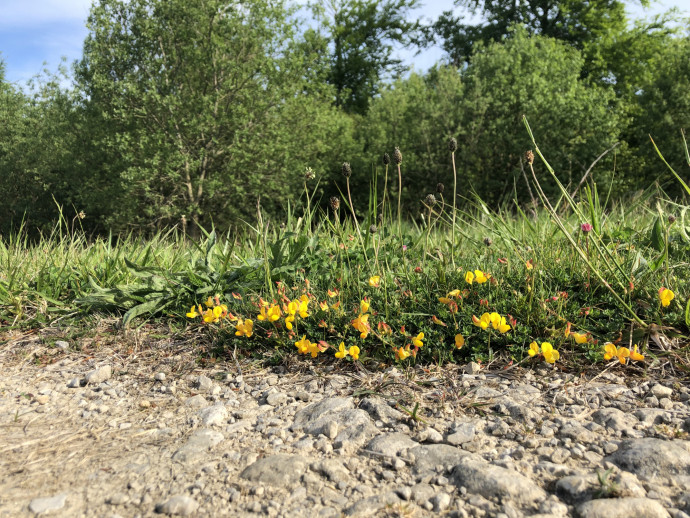 Nesting habitat and wild flowers providing seed