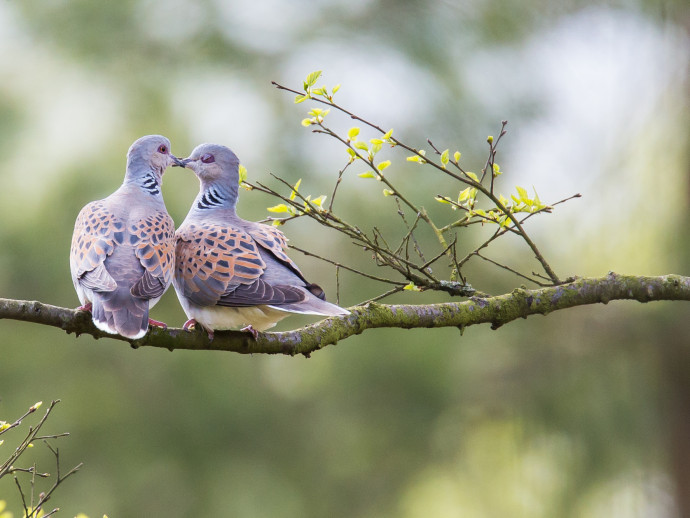 Turtle Doves North Yorkshire copyright Richard Bennett