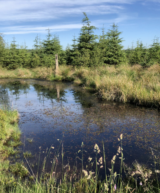 N Yorks pond & forest TD habitat copyright Richard Baines