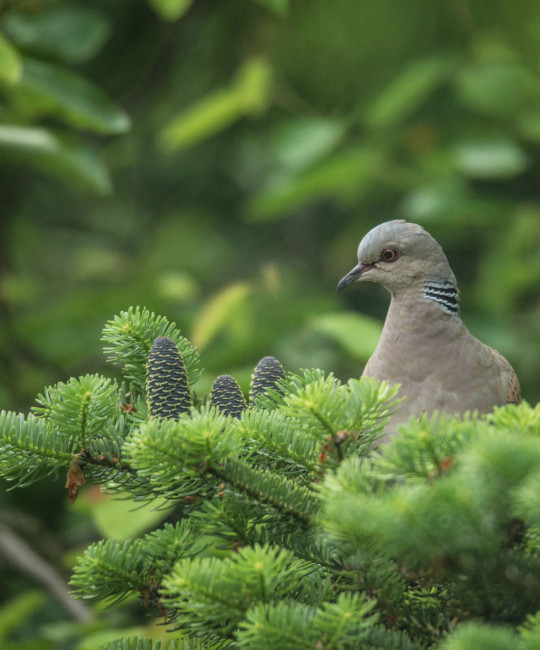 Turtle Dove in Spruce - North Yorkshire - copyright Philip Witte