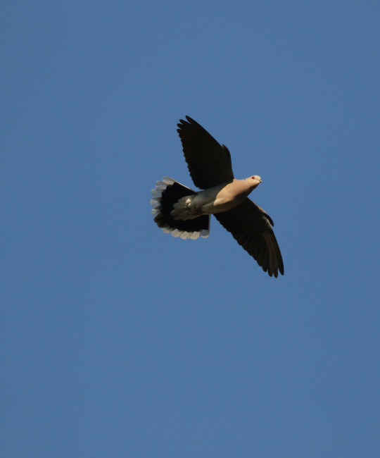 Turtle Dove in flight copyright Richard Baines