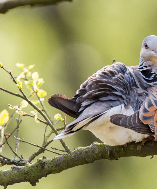 Turtle Dove Sutton Bank NYMNP May 2014 copyright Richard Bennett_edited-2